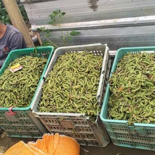 Kacang edamame, kacang edamame Bahasa sunda, kacang edamame rebus, kacang edamame untuk ibu hamil, kacang edamame adalah, kacang edamame asam urat, manfaat kacang edamame, kacang edamame manfaat, kacang edamame Harga,